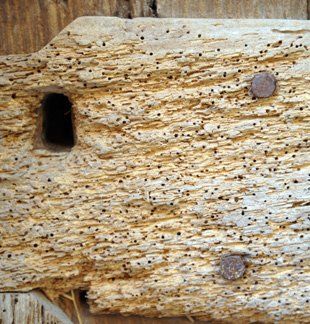  Wood worm