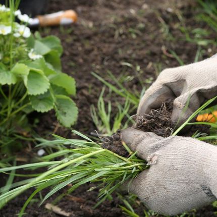 garden maintenance