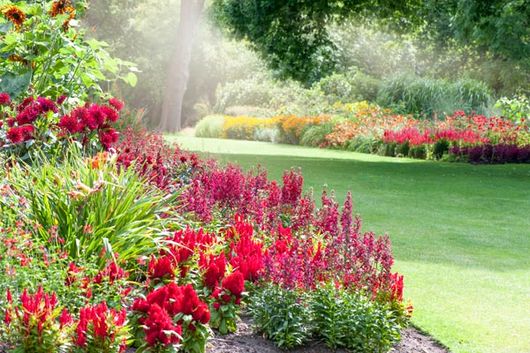 flower garden