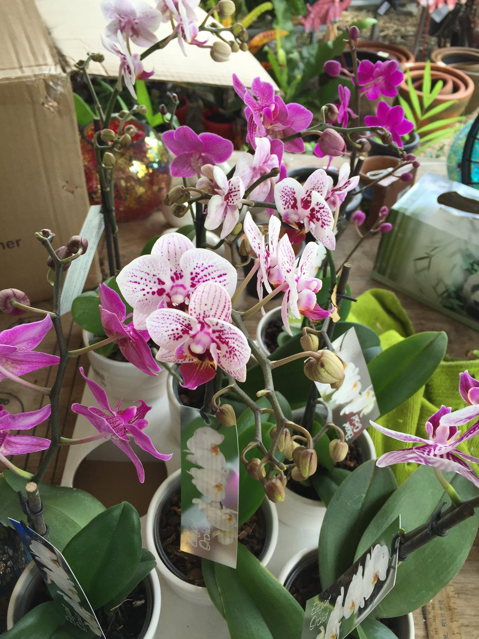 flowers