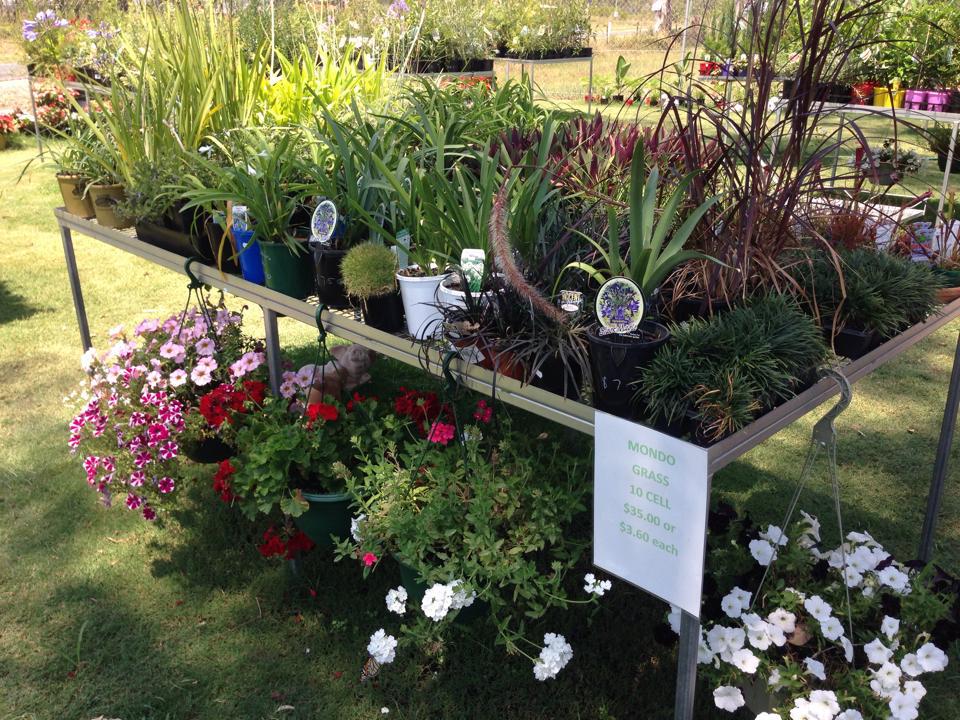 Plants