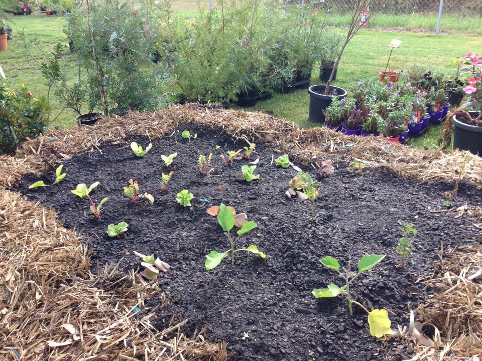 POTTING MIX AND MULCH