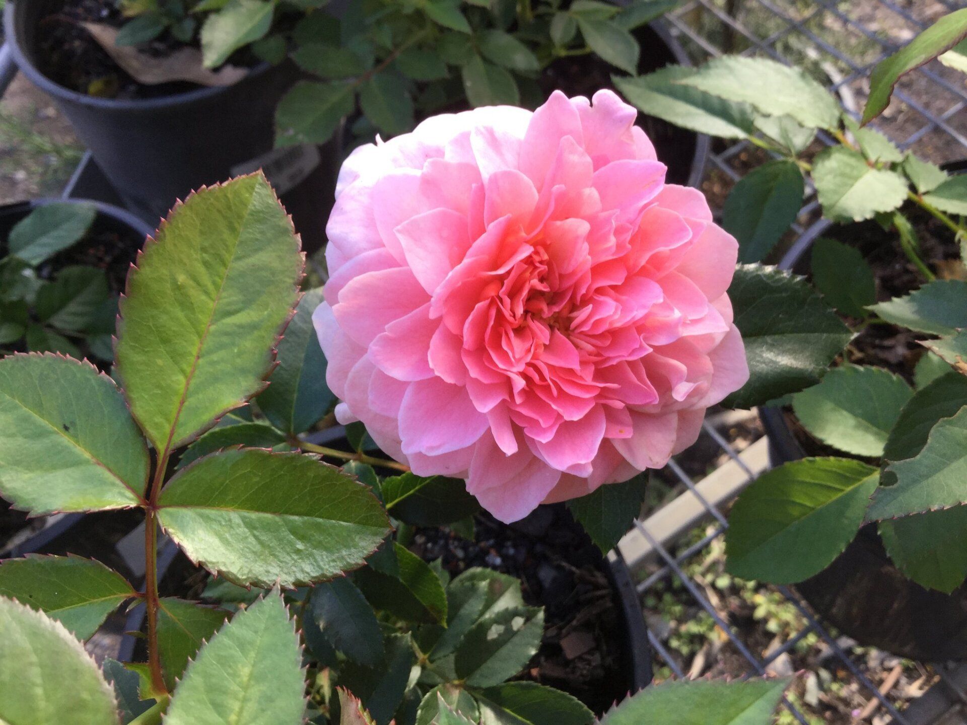 flower