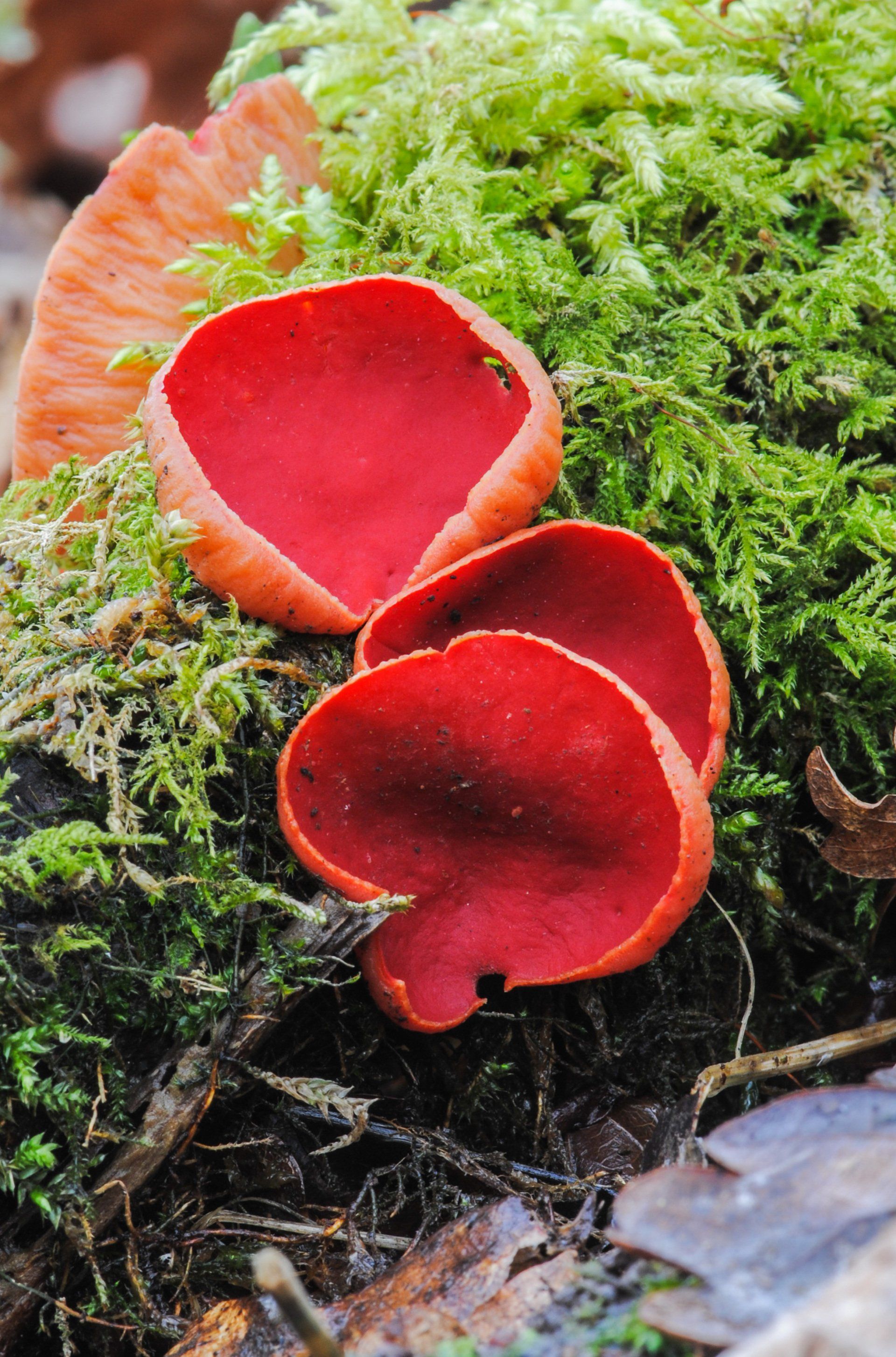 Scarlet Elf Cup Sussex Sarcoscypha