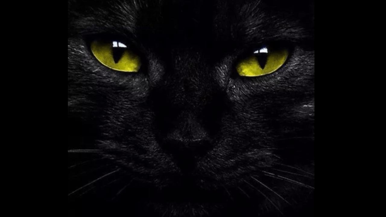 gatto nero