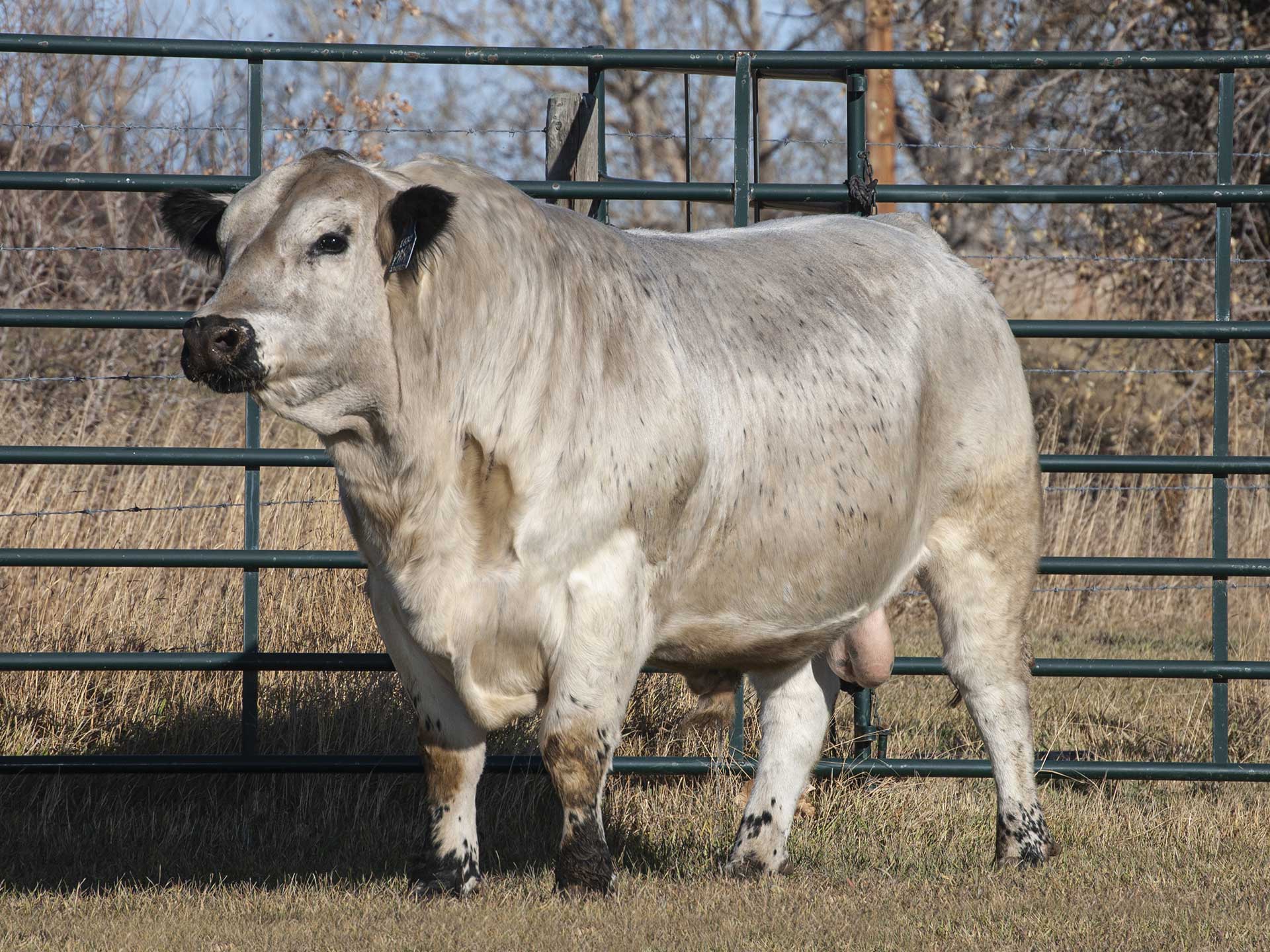 white cow