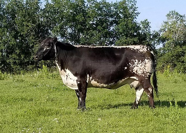 white cow