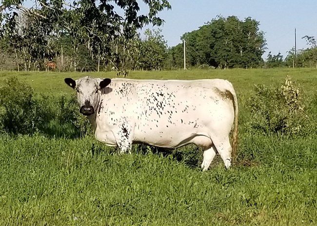 white cow