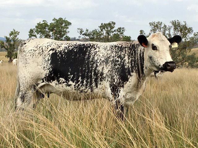 sire