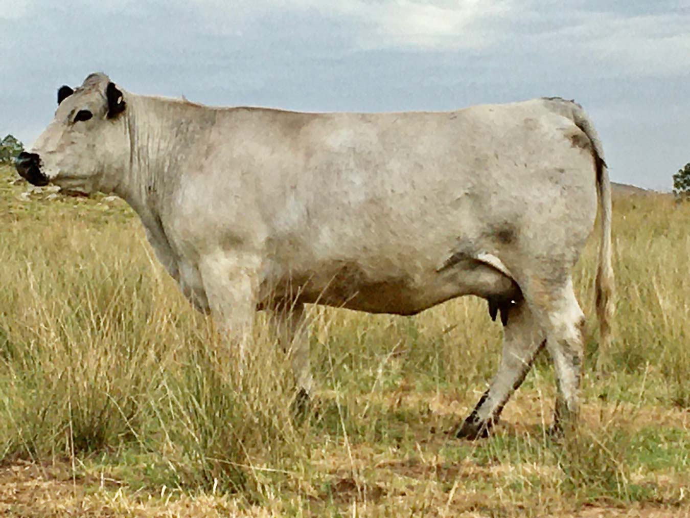 sire