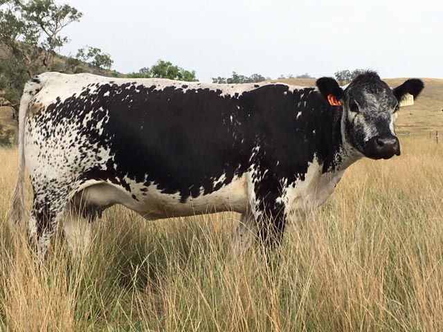 sire