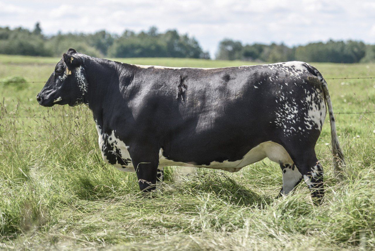 black cow