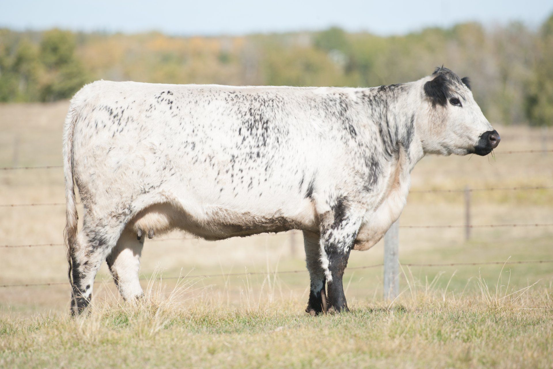 white cow