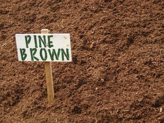 PINEBROWN.JPG