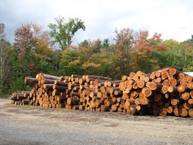 oakwoods_logs.JPG