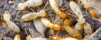 termite prevention termite prevention