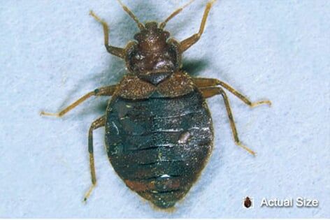Bed Bug Up-close — Pests in Champaign, IL Bed Bug Up-close — Pests in Champaign, IL