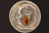 Bed Bug Size Compared to a Coin — Pests in Champaign, IL Bed Bug Size Compared to a Coin — Pests in Champaign, IL