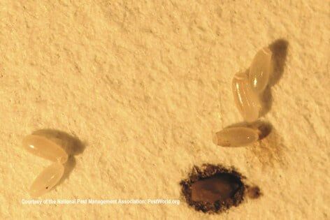 Bed Bug Eggs — Pests in Champaign, IL Bed Bug Eggs — Pests in Champaign, IL