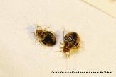 Two Bed Bugs — Pests in Champaign, IL Two Bed Bugs — Pests in Champaign, IL