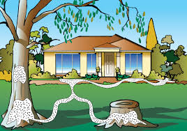 Illustration of How Termites Enter a House — Pests in Champaign, IL Illustration of How Termites Enter a House — Pests in Champaign, IL