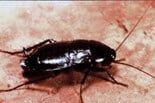 Oriental Cockroach (a.k.a. Waterbug) — Pests in Champaign, IL