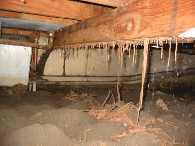Wood Infested with Termites — Pests in Champaign, IL Wood Infested with Termites — Pests in Champaign, IL