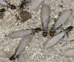 Termite Swarmers — Pests in Champaign, IL Termite Swarmers — Pests in Champaign, IL