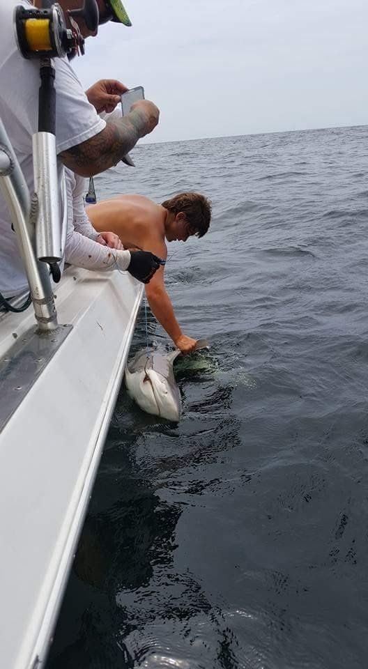 Shark Caught Fishing