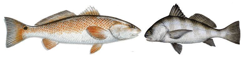 Redfish & Drum
