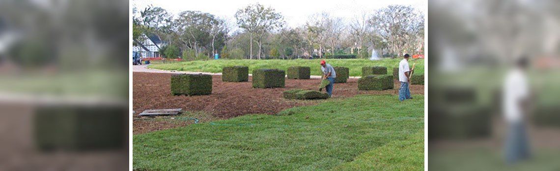 Sod Hydromulch Bermuda Zoysia St Augustine