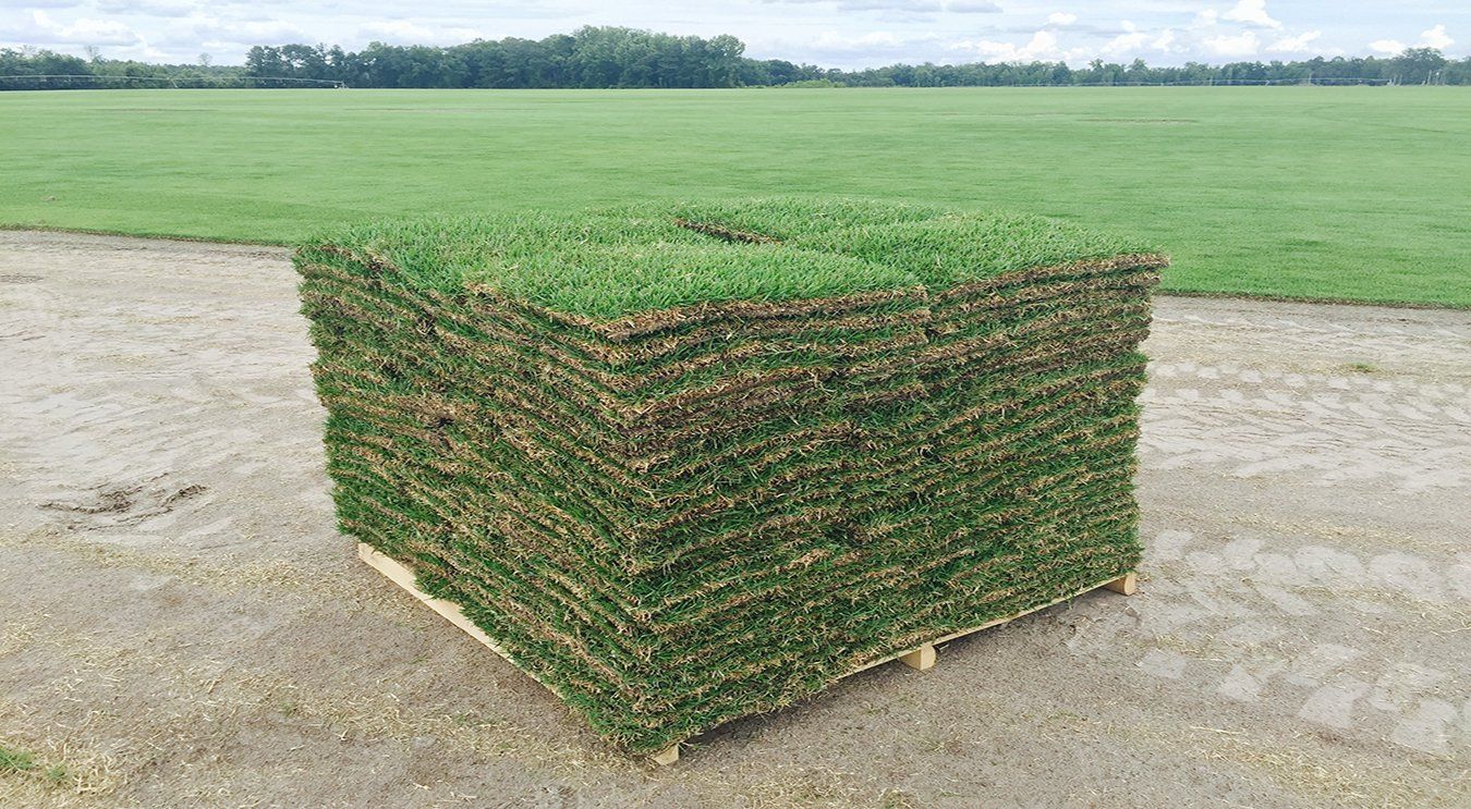 Sod Hydromulch Bermuda Zoysia St Augustine