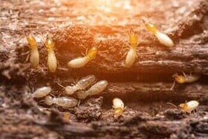 Termites — Pest Control Services in Tallahassee, FL Termites — Pest Control Services in Tallahassee, FL