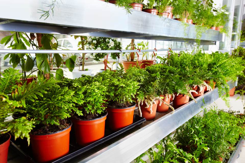 green plants in pots