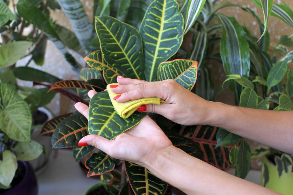 woman cleaning a leaf
