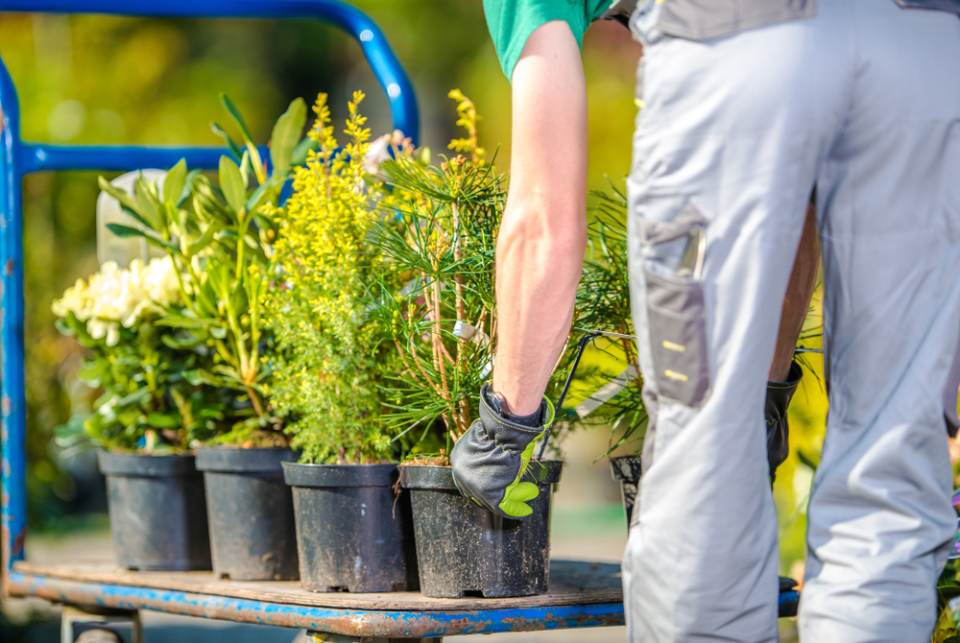 man taking care of green plants