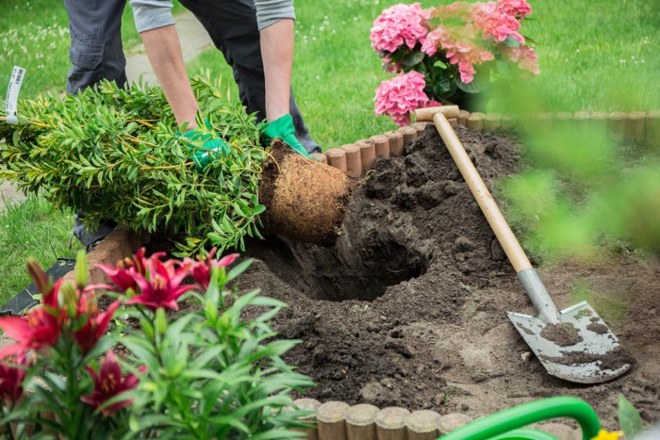 A person is planting a tree in a garden.