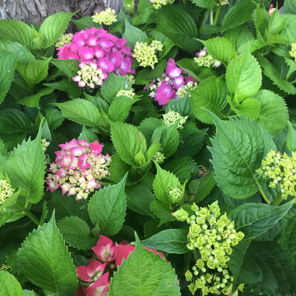 closeup of a plant