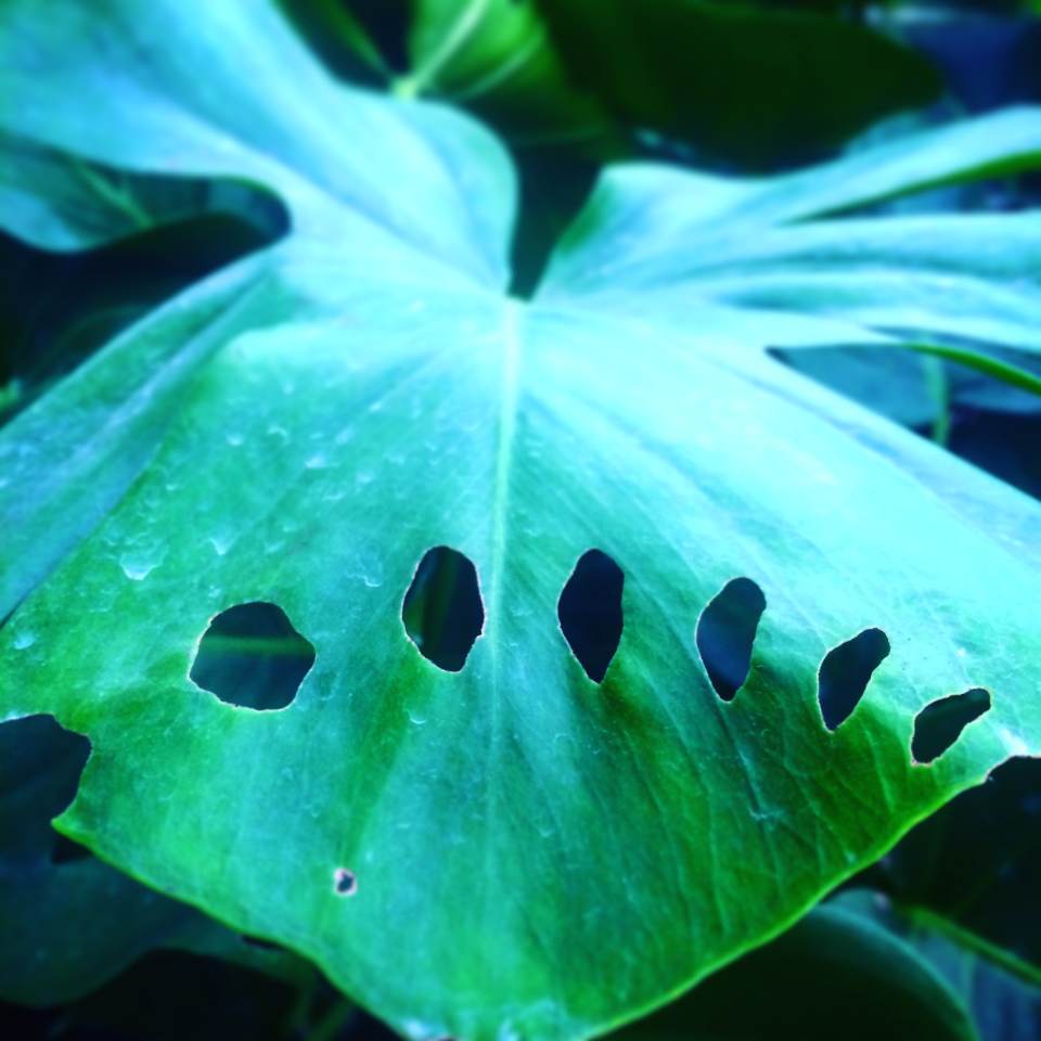 big green leaf with holes