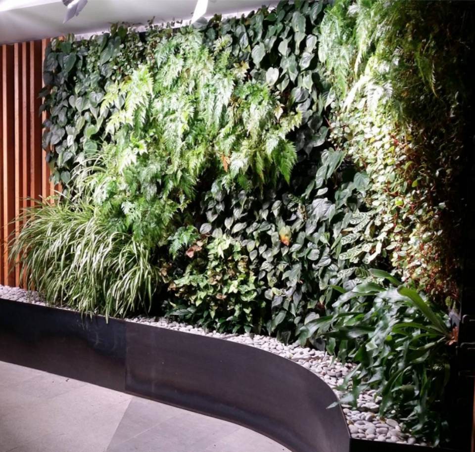 indoor plants