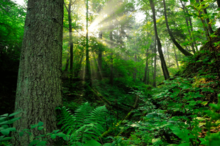 Tree care services