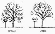 trees pattern