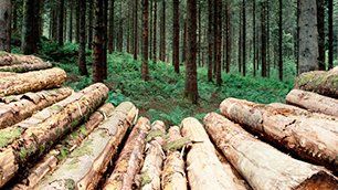 wooden logs in the forest