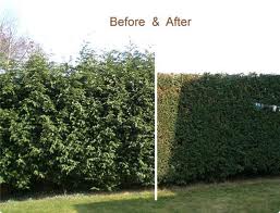 hedge trimming
