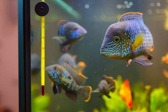 Pesci in acquario