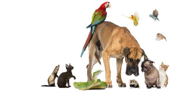 Gruppo di animali