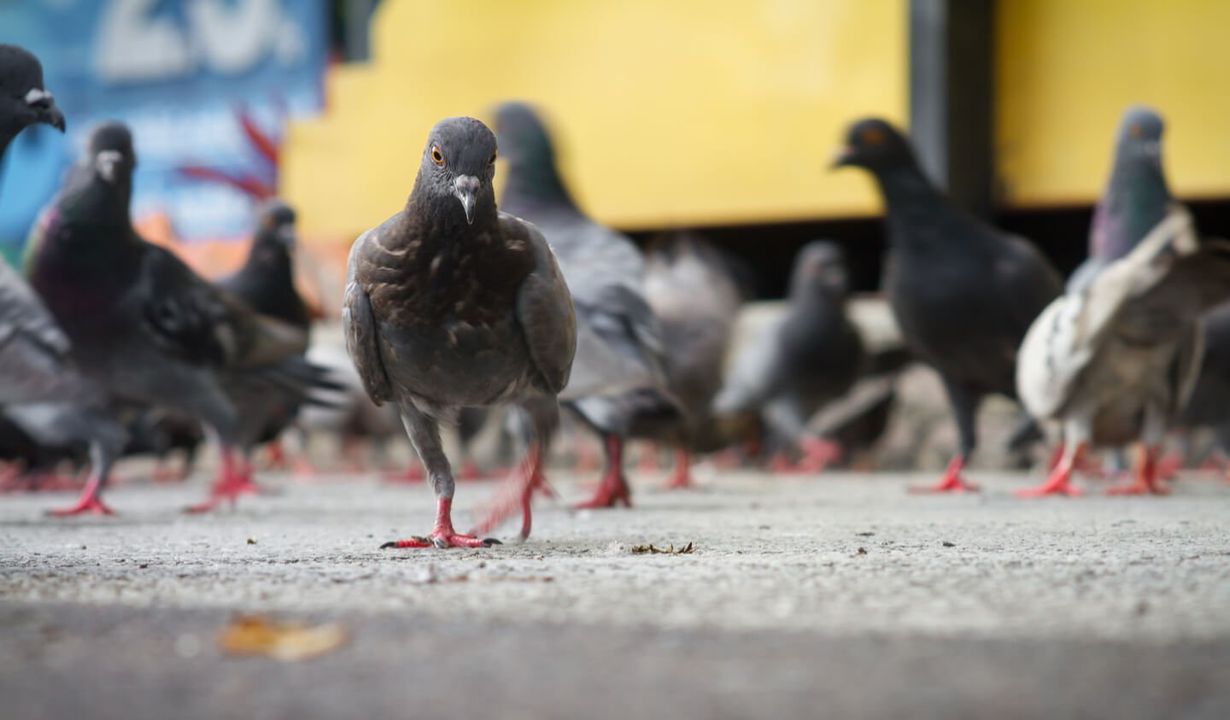 piccioni