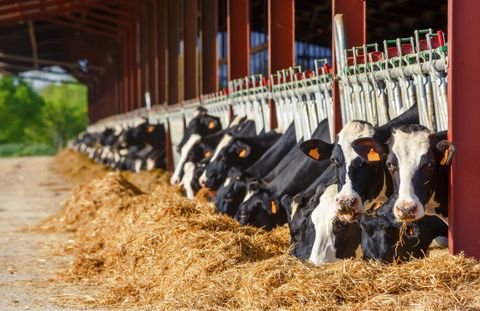Car Insurance — Cows In Farm in Fort Pierce, FL
