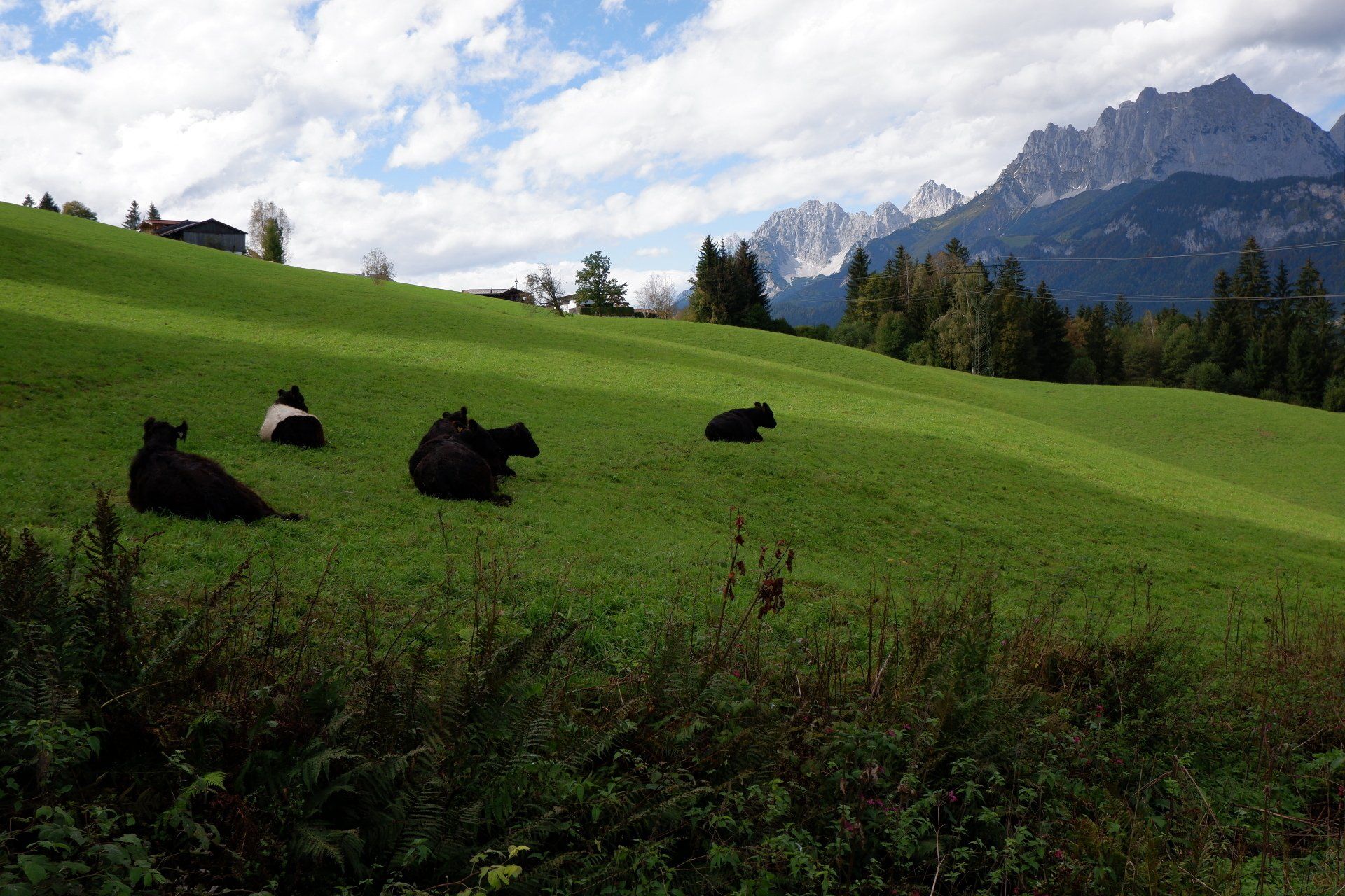 Kalkstein Galloways