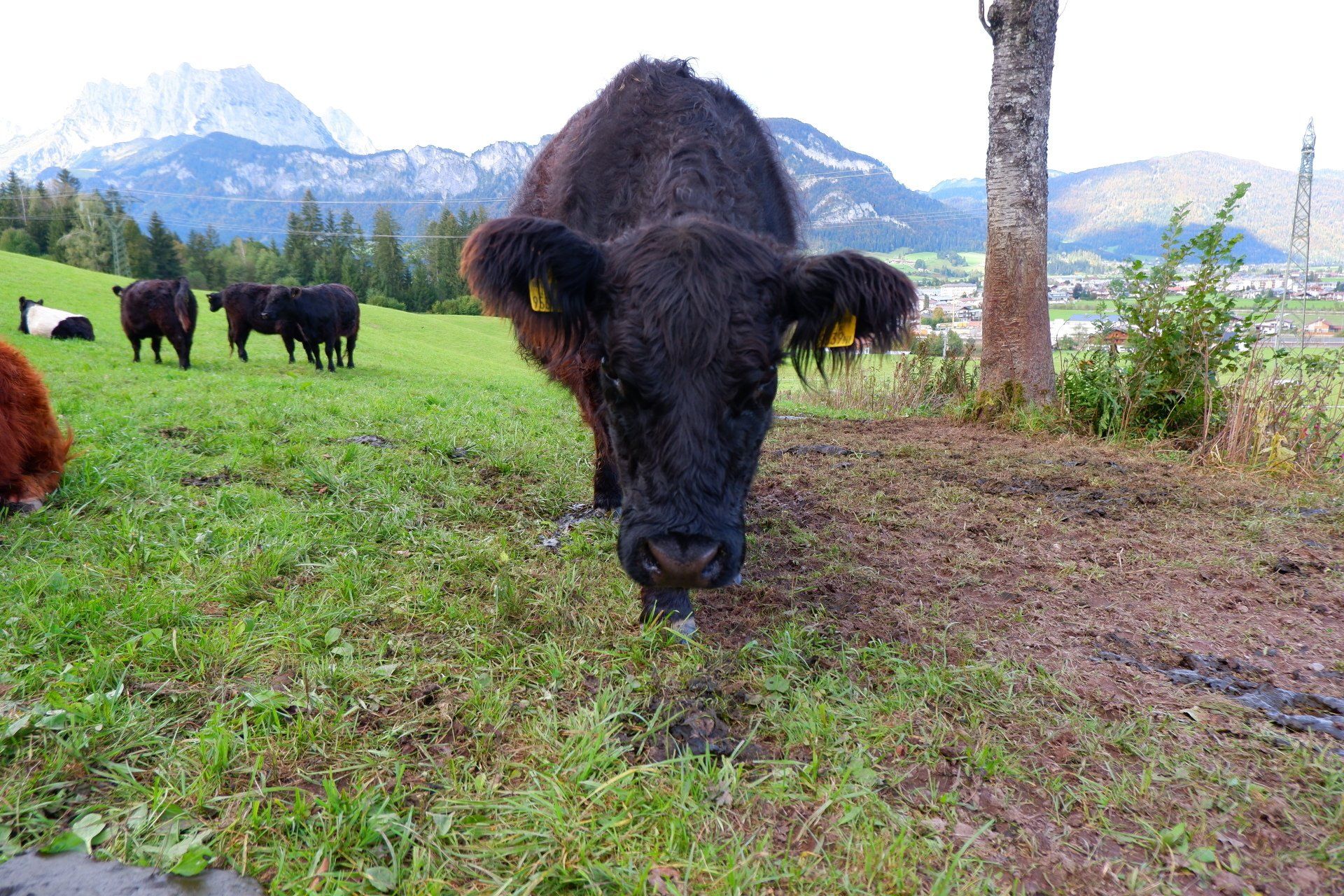 Kalkstein Galloways